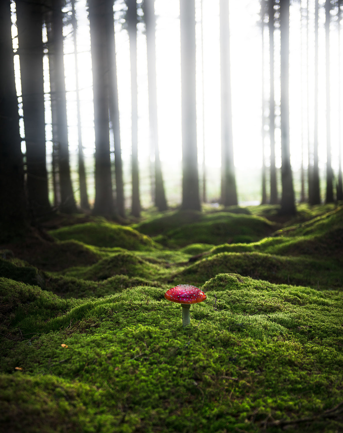 Red mushroom in the green forest Poster och Canvastavla
