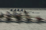 Rowing Poster och Canvastavla