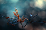 Praying Mantis Poster och Canvastavla