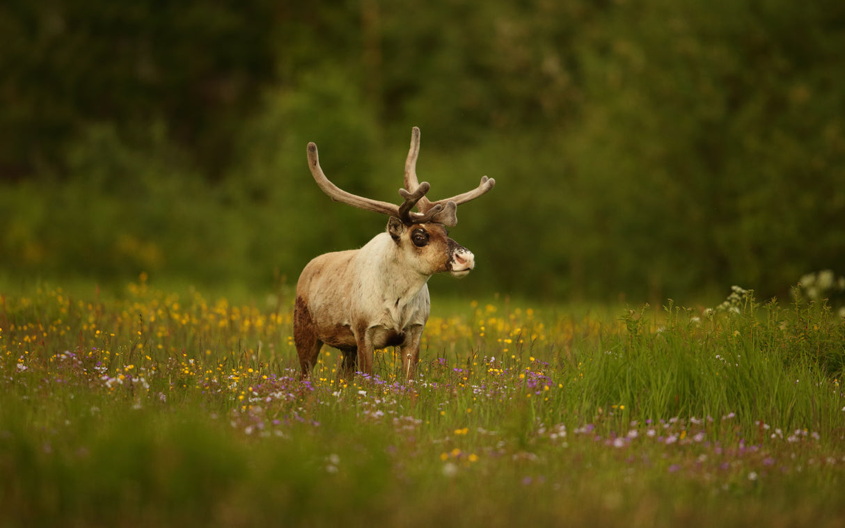 Caribou in grass land Poster och Canvastavla