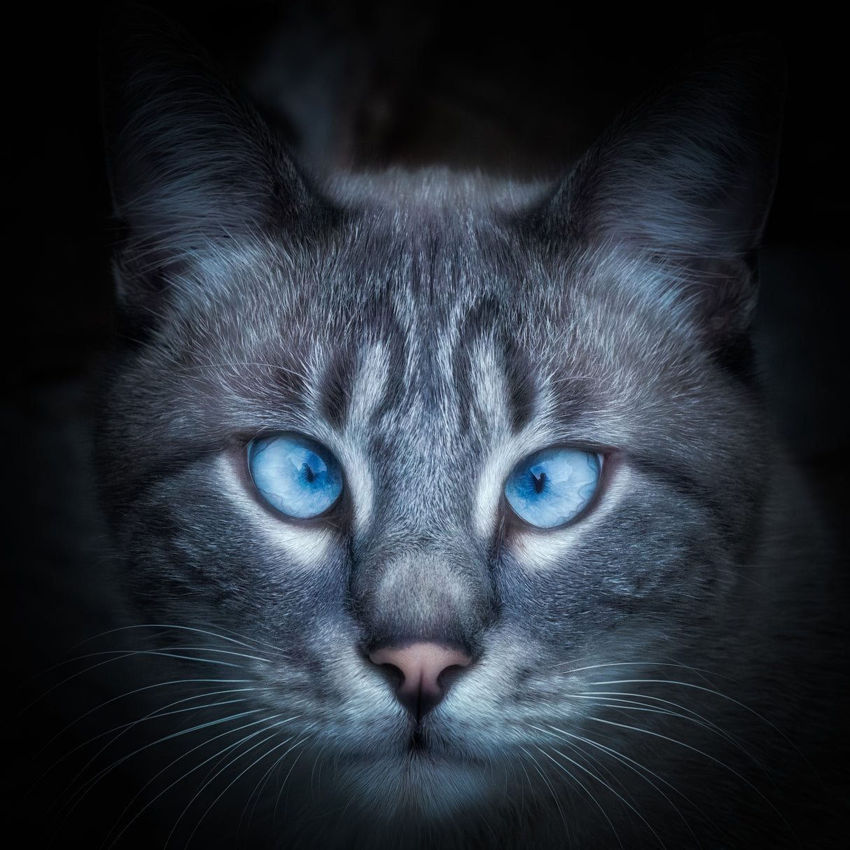 Hypno-blue Poster och Canvastavla