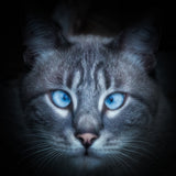 Hypno-blue Poster och Canvastavla