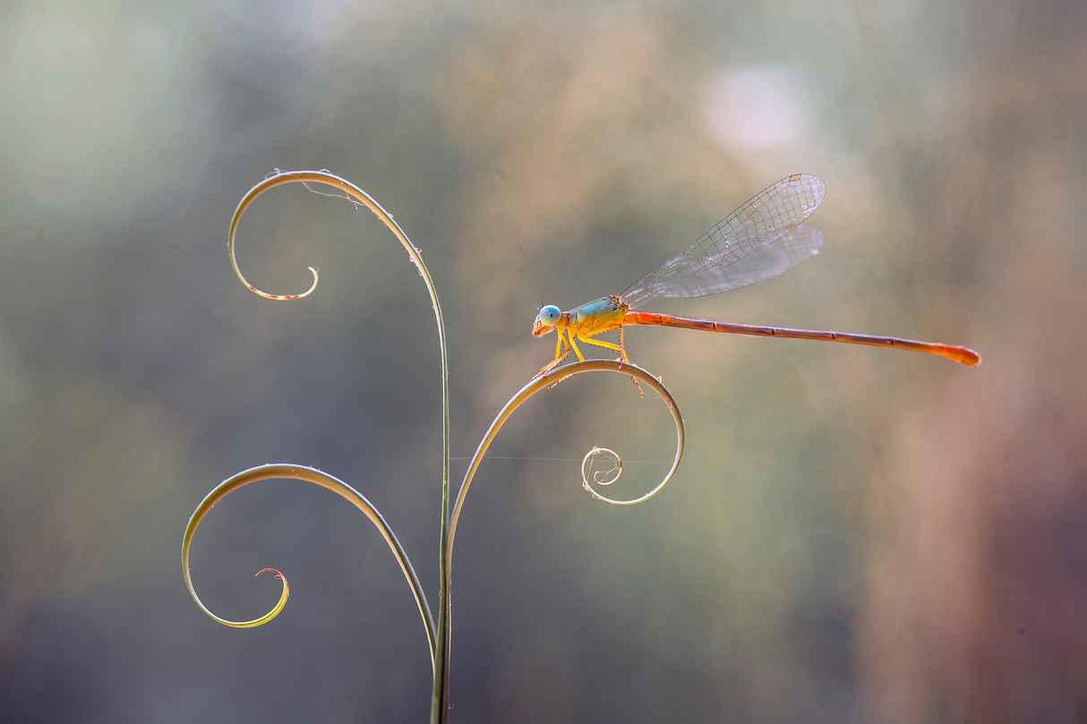 Damselflies and Leaf Edges Poster och Canvastavla