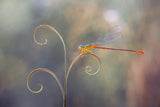 Damselflies and Leaf Edges Poster och Canvastavla