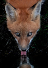 Red Fox Poster och Canvastavla
