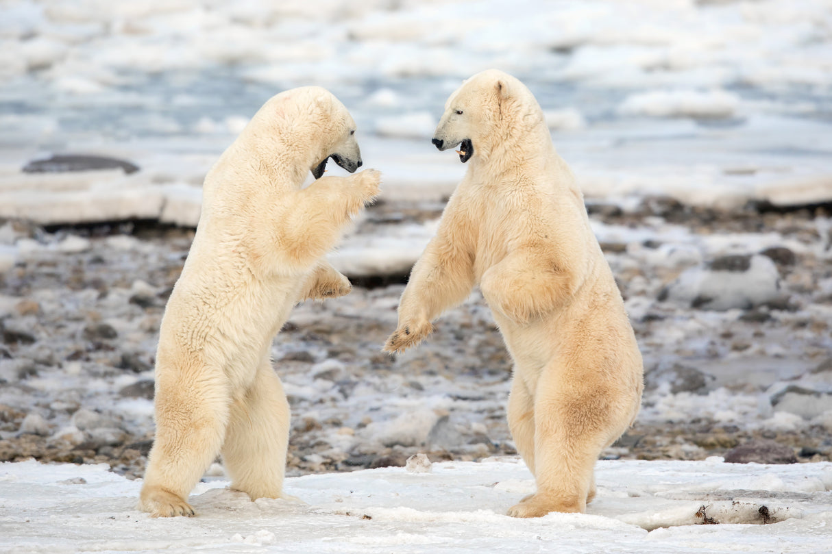 Fight ! Poster och Canvastavla
