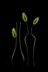 Bunny tail grass Poster och Canvastavla