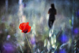 Looking for poppies Poster och Canvastavla