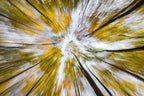 Abstract Autumn Poster och Canvastavla