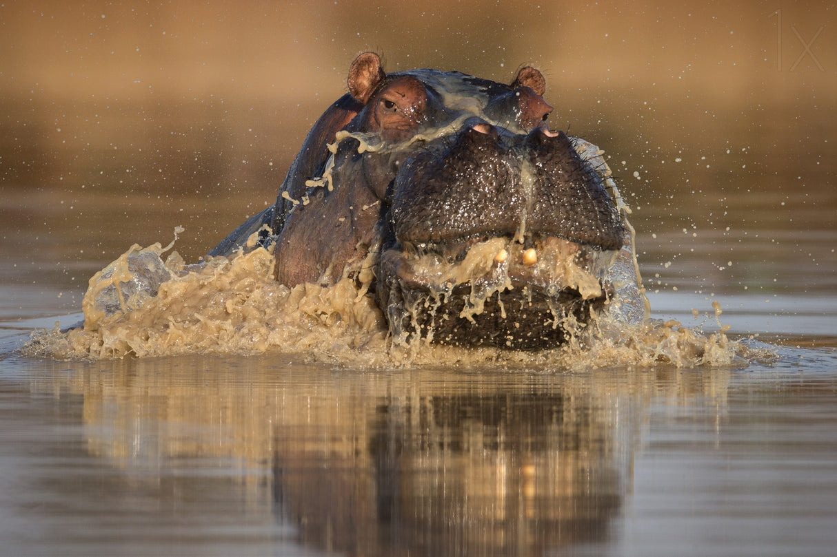 Emerging Hippo Poster och Canvastavla