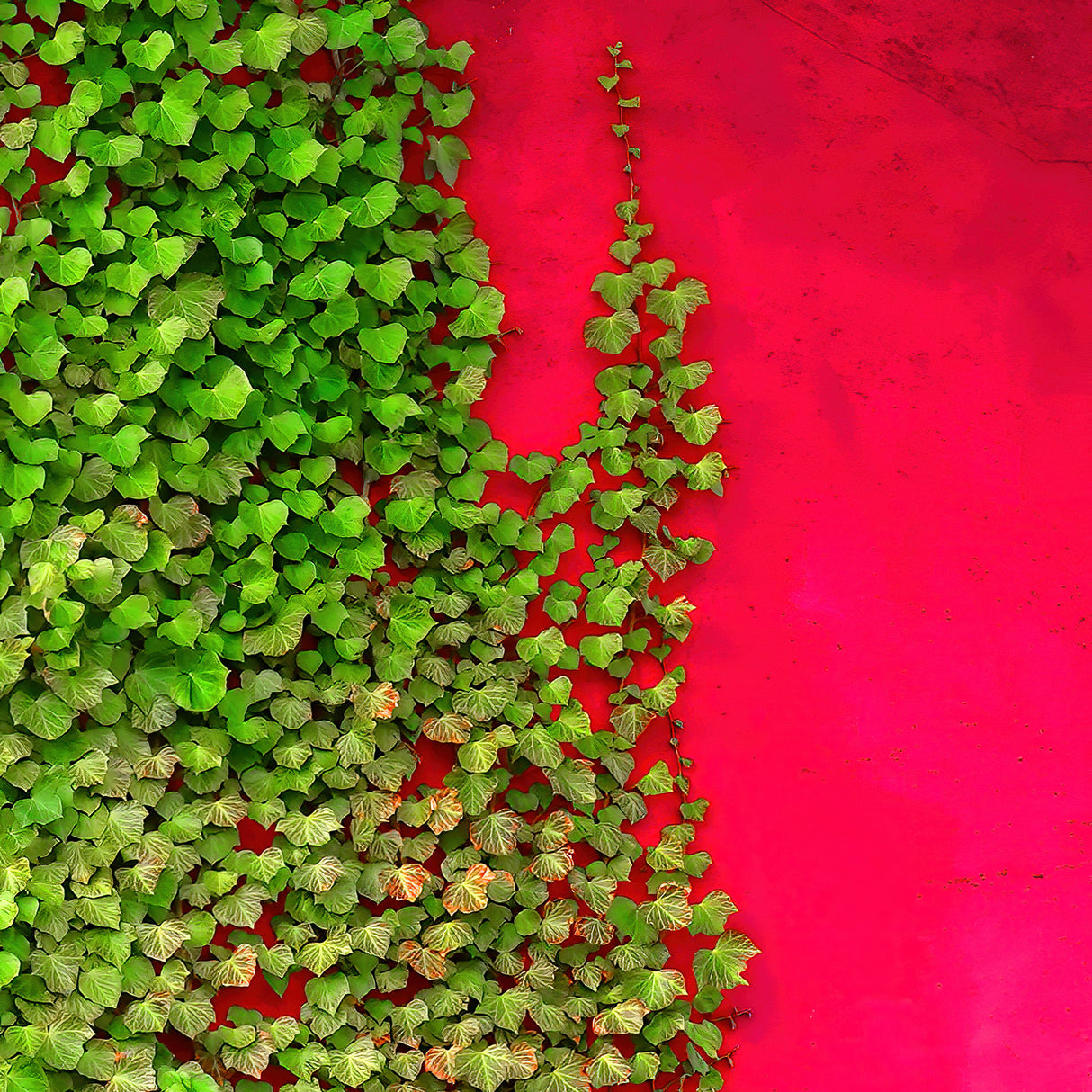 Red with green Poster och Canvastavla