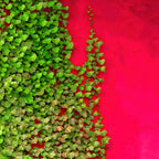 Red with green Poster och Canvastavla