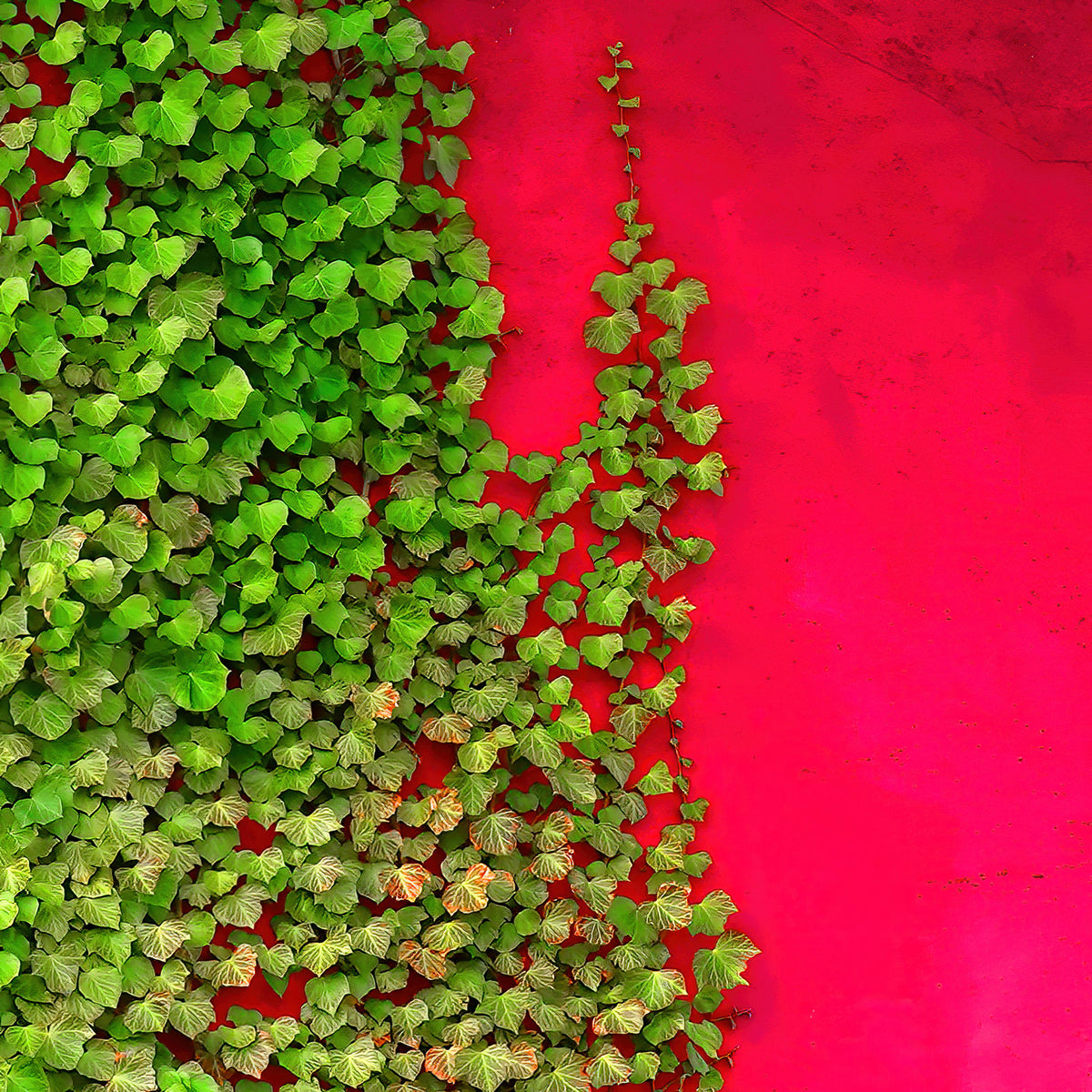 Red with green Poster och Canvastavla