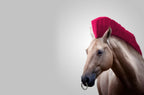 Wild Horse Poster och Canvastavla