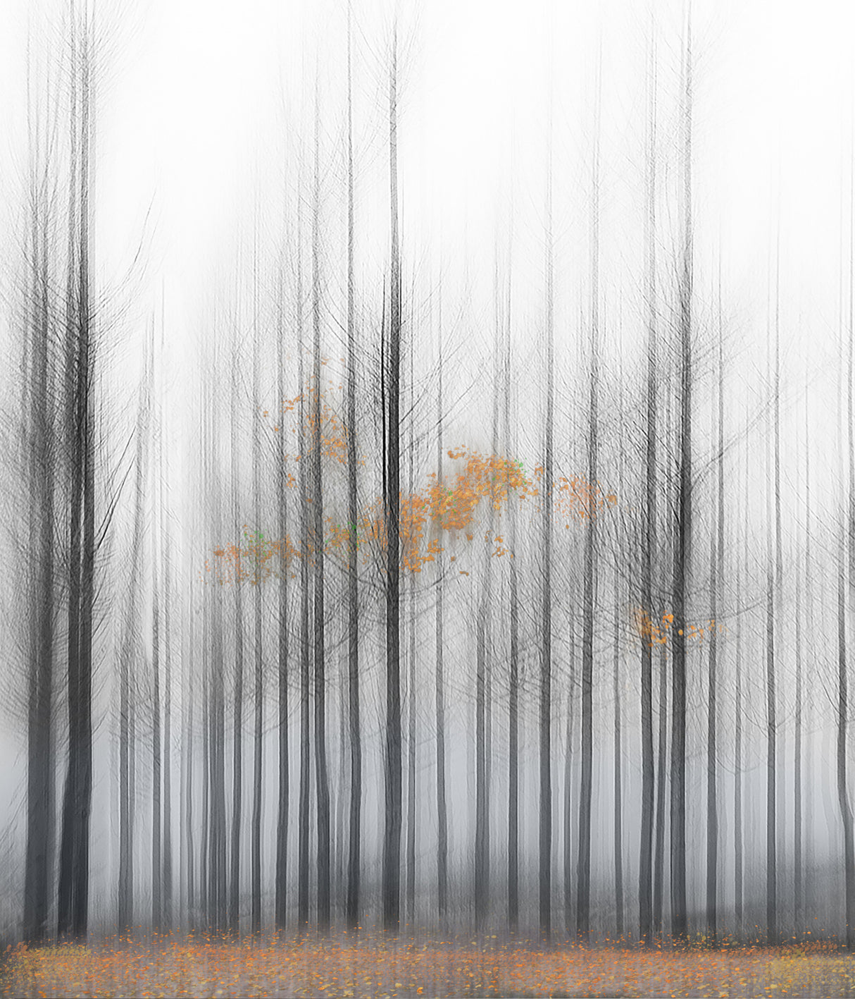Poplars 1 Poster och Canvastavla