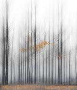 Poplars 1 Poster och Canvastavla