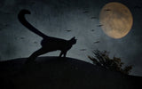 the curious tail of the cat filemon... Poster och Canvastavla