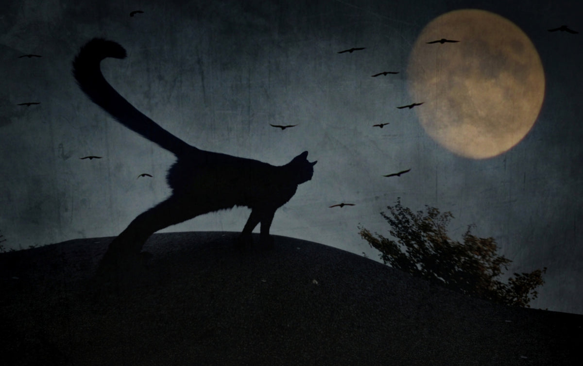 the curious tail of the cat filemon... Poster och Canvastavla