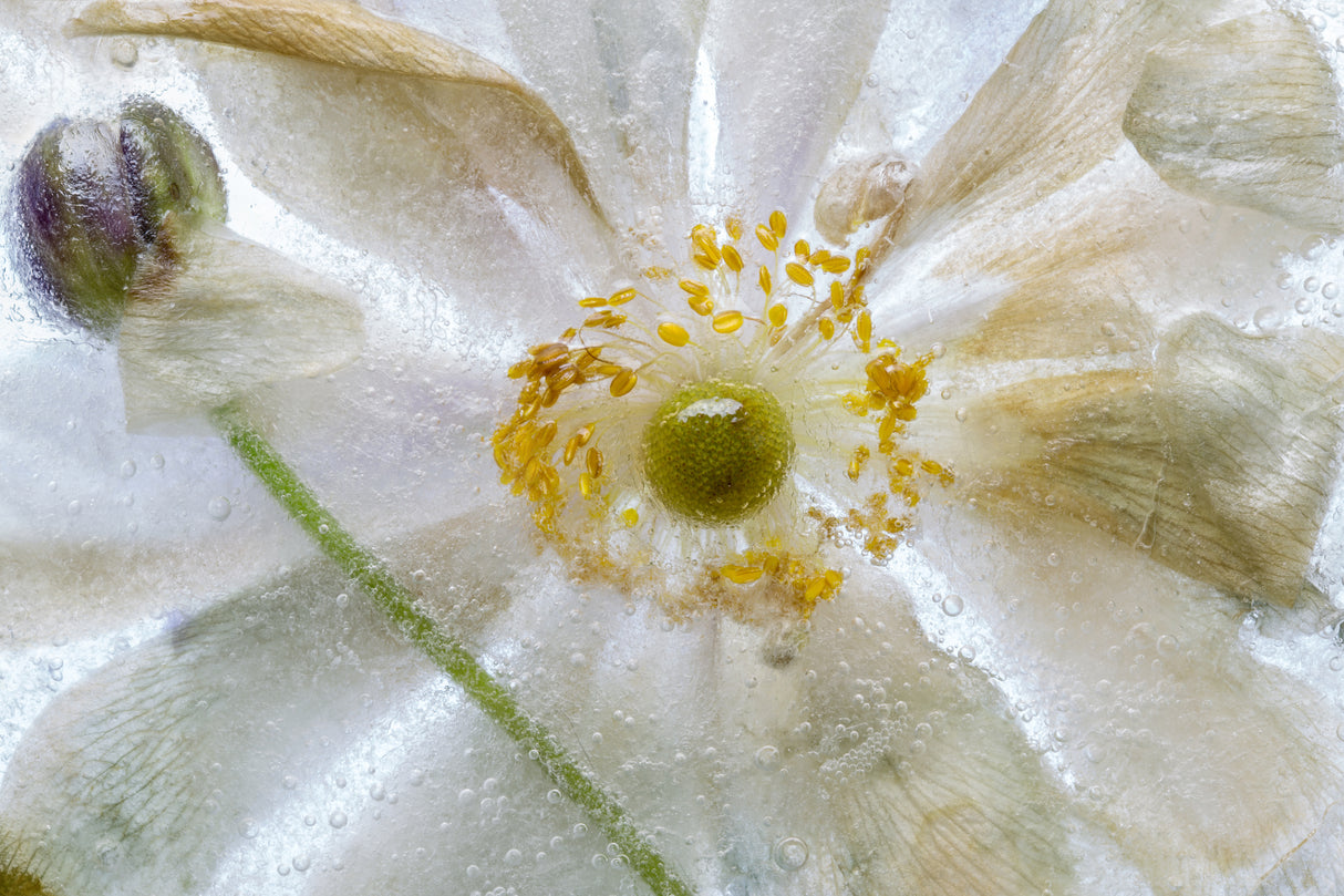 Floral freeze Poster och Canvastavla