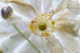 Floral freeze Poster och Canvastavla