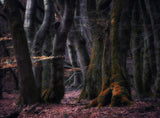 The forest of dancing trees Poster och Canvastavla