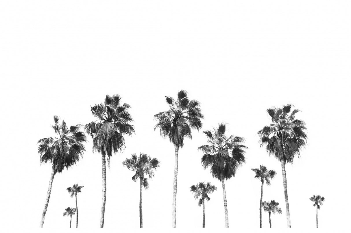Landscape of Palms Poster och Canvastavla