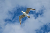 flying seagull Poster och Canvastavla