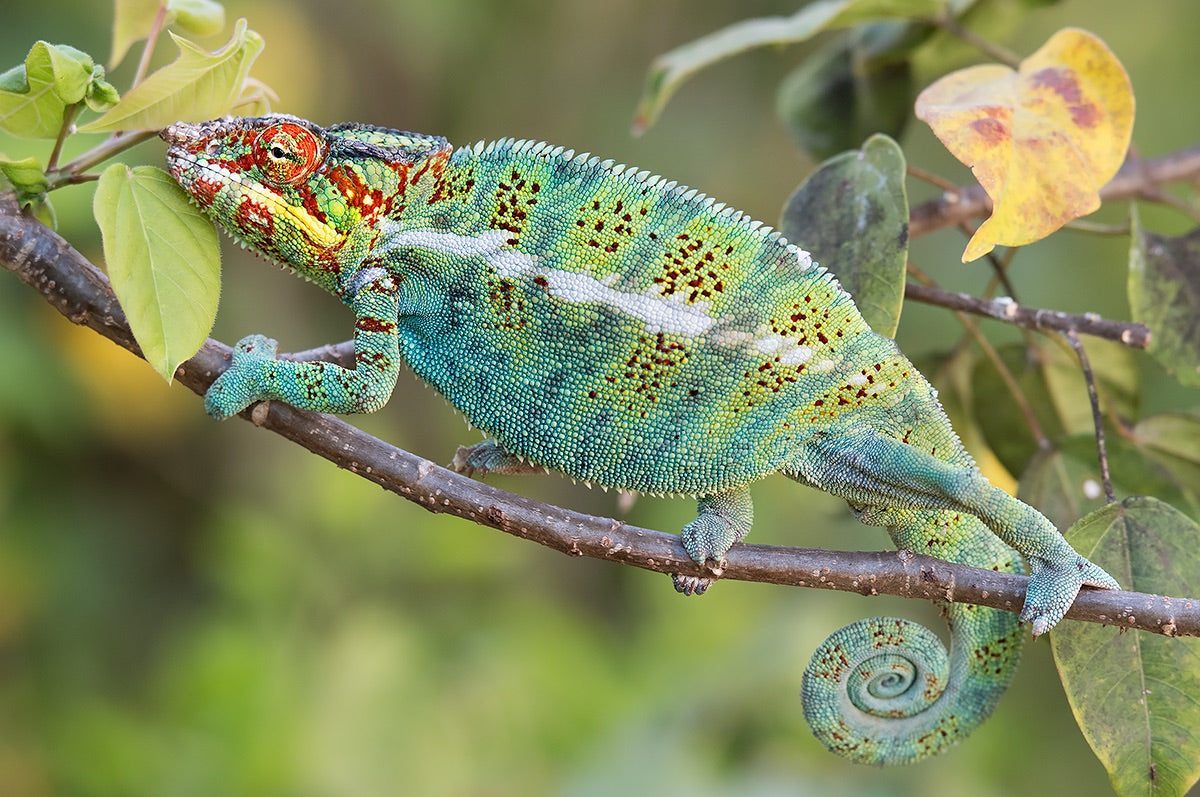 The King of Chameleon Poster och Canvastavla