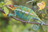 The King of Chameleon Poster och Canvastavla