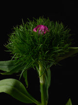 spring flower Poster och Canvastavla