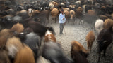 shepherd and his flock Poster och Canvastavla