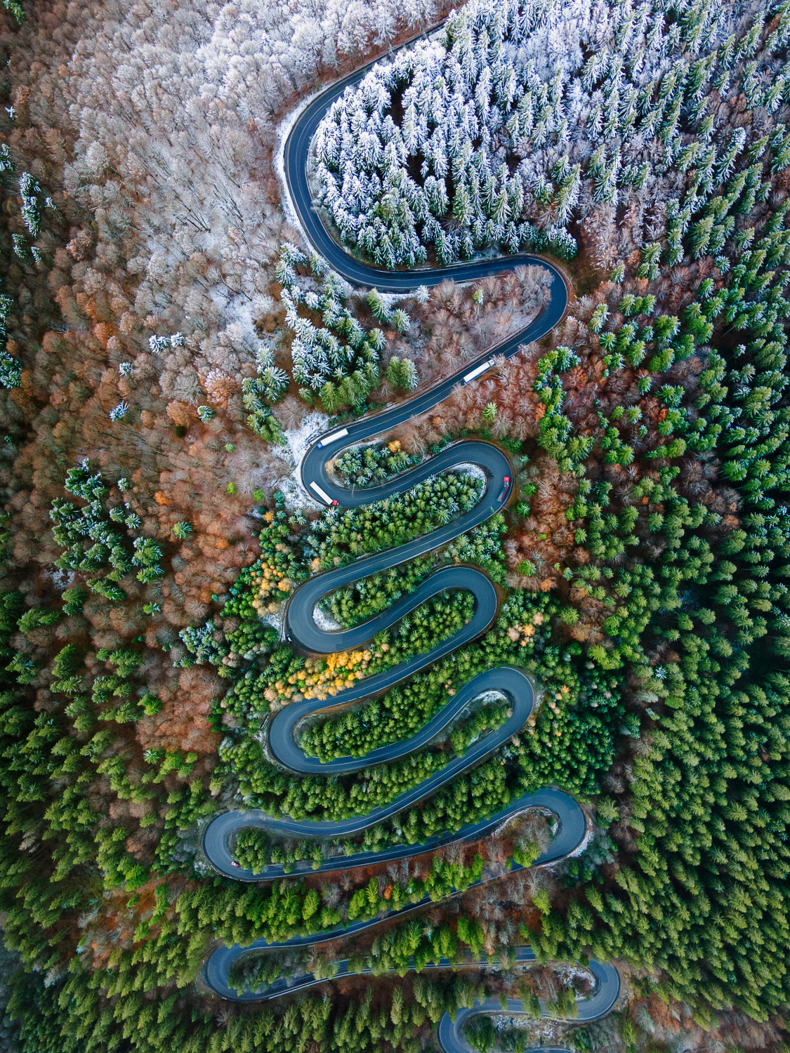 Curves Poster och Canvastavla