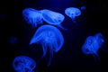 Deep Sea Ballerina Poster och Canvastavla