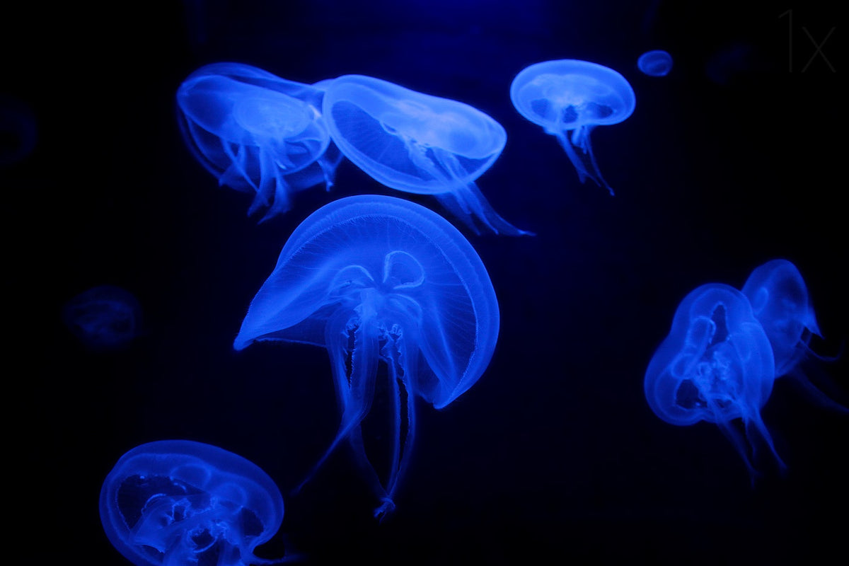 Deep Sea Ballerina Poster och Canvastavla