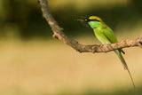 Bee-eater with kill Poster och Canvastavla