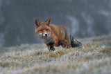 Red fox Poster och Canvastavla