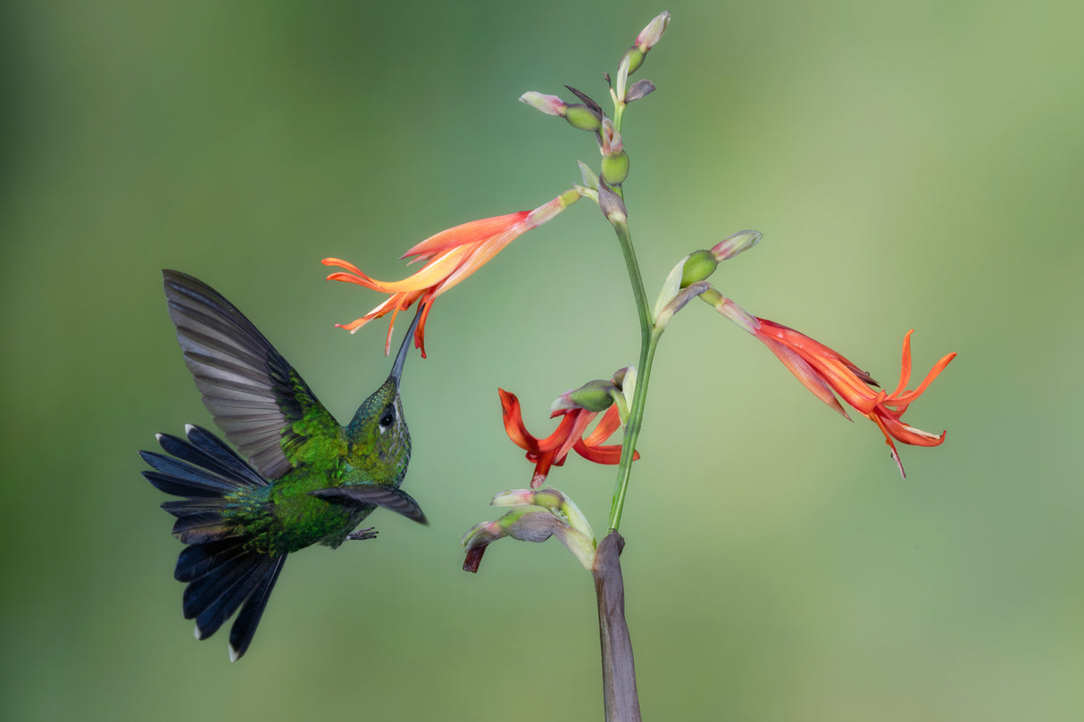 A Green-crowned Brilliant Poster och Canvastavla