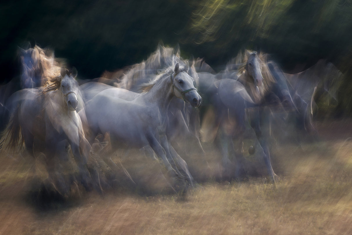 horses running Poster och Canvastavla