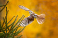 American Kestrel Poster och Canvastavla