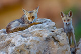 Fox family Poster och Canvastavla