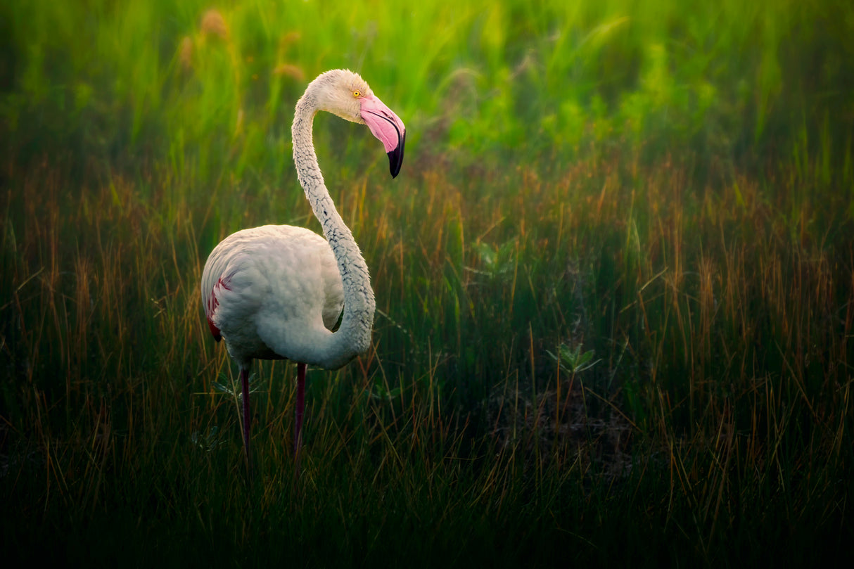 Flamingo Poster och Canvastavla