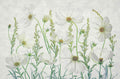 Cosmos Garden Poster och Canvastavla