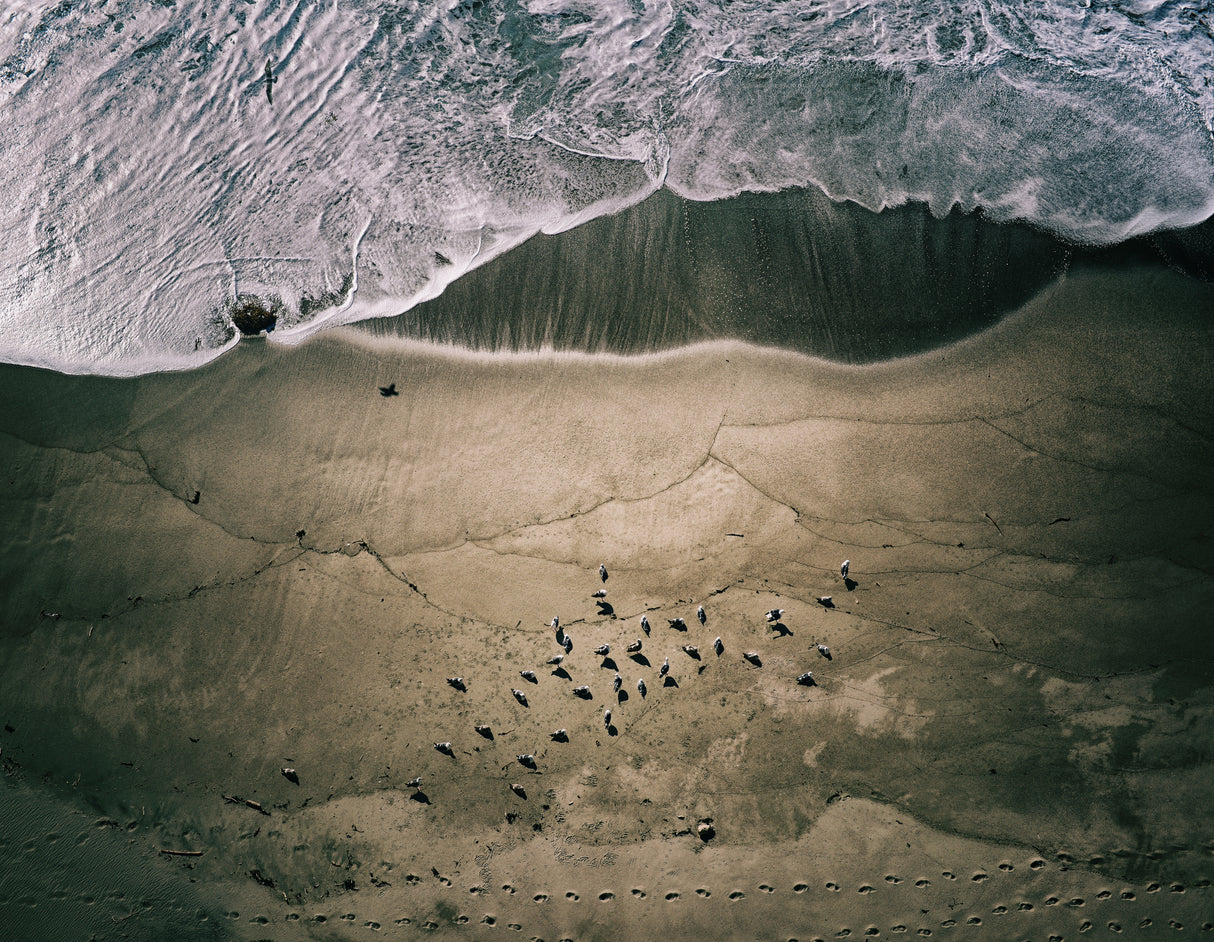 Seagulls and Surf Poster och Canvastavla
