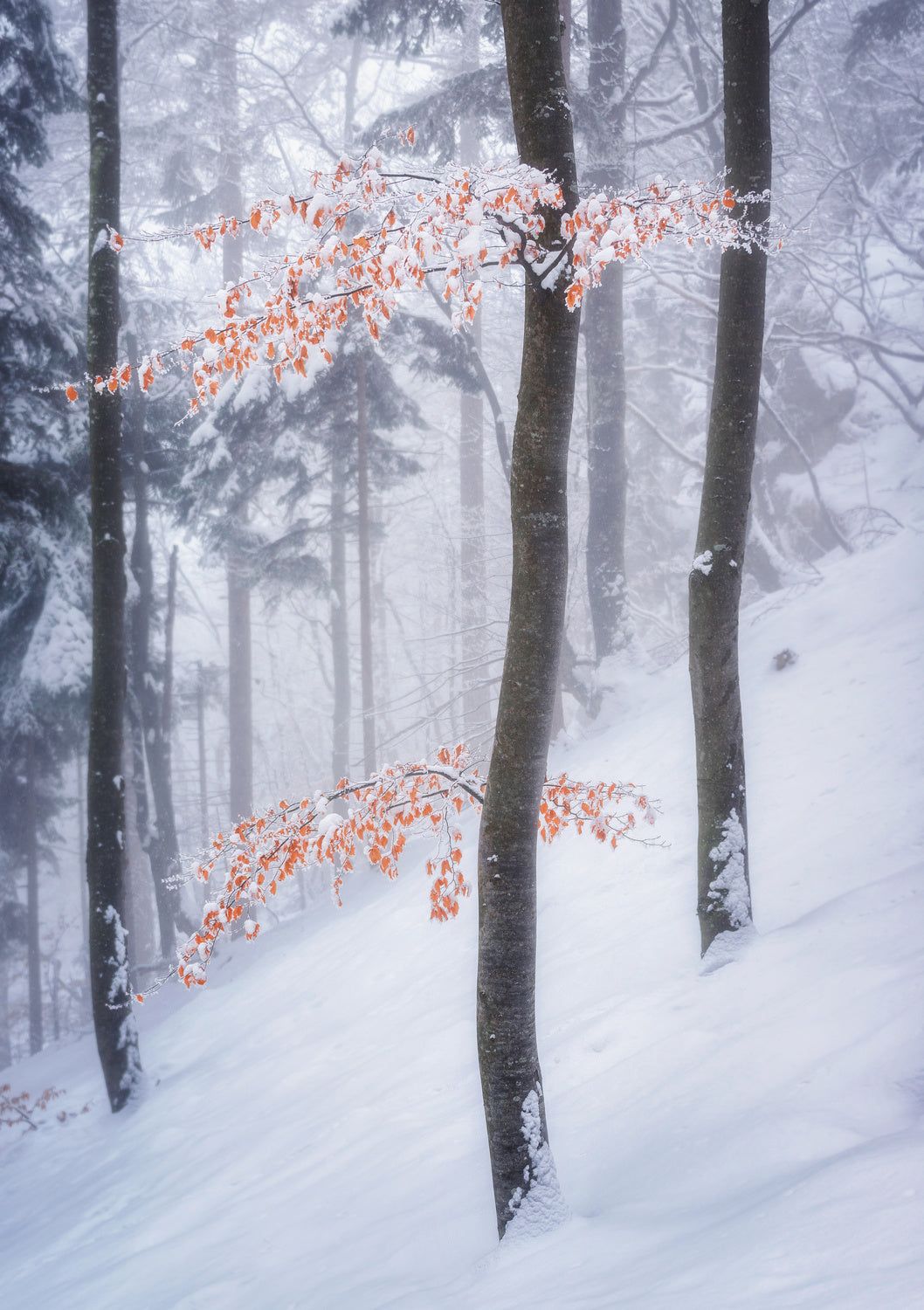 In the winter forest Poster och Canvastavla