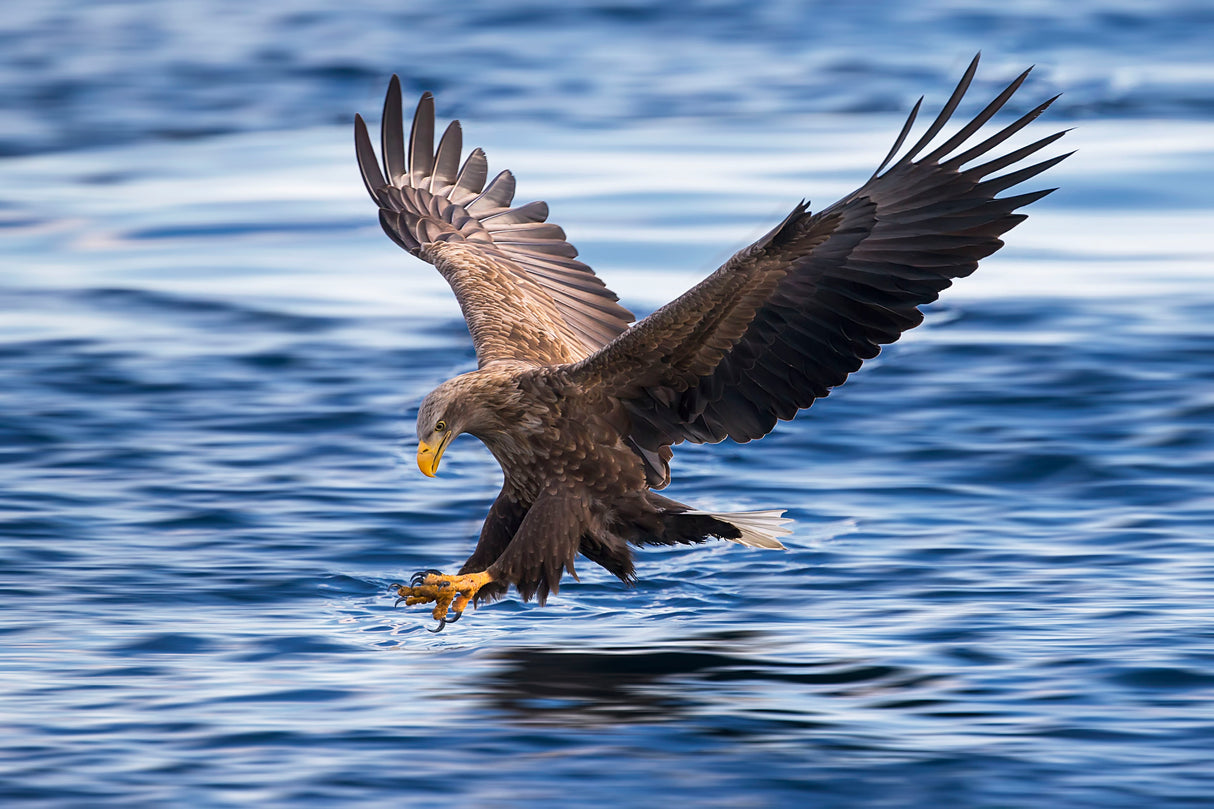 White-tailed Eagle Poster och Canvastavla