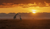 Giraffe Love Talk Poster och Canvastavla