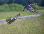 Taking Off, Sandhill Crane Poster och Canvastavla