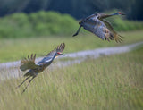 Taking Off, Sandhill Crane Poster och Canvastavla