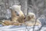 Baby polar bears Poster och Canvastavla