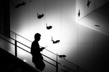 Falling cats Poster och Canvastavla